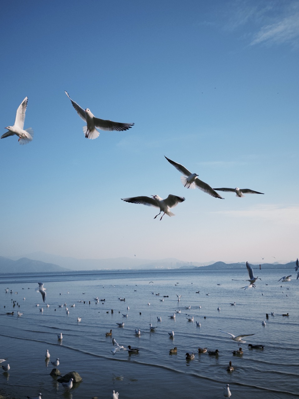 Seagulls in Shenzhen Bay